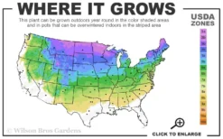 Bloomerang Dwarf Purple Lilac - 3 Gallon Pot -Lawn Starter Shop 3a 8a 5