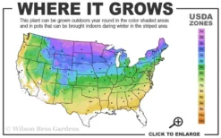 Blue Creeping Phlox - 6 Pack Of Pint Pots 8 Blue Creeping Phlox - 6 Pack Of Pint Pots -Lawn Starter Shop 3a 8b 7