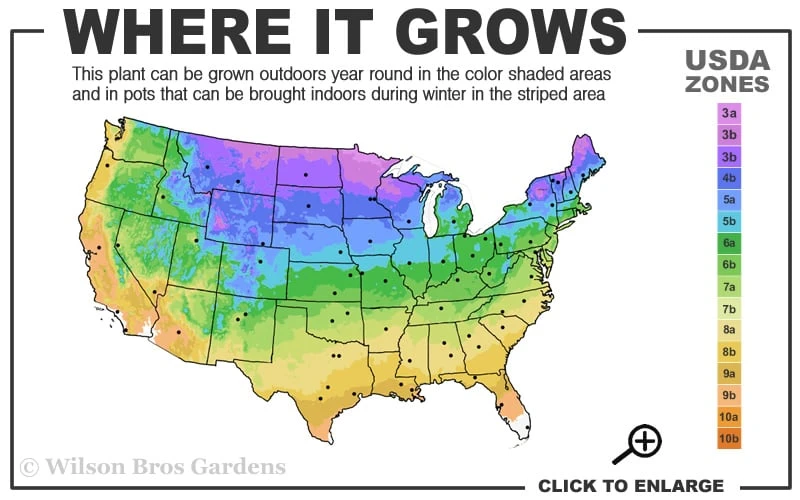 Prairie Dropseed Grass (Sporobolis Heterolepis) - 1 Gallon Pot 3 Prairie Dropseed Grass (Sporobolis Heterolepis) - 1 Gallon Pot - Image 3