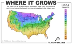 Limeglow Golden Andorra Compact Juniper - 6 Pack Of 1 Gallon Pots -Lawn Starter Shop 3a 9b 4