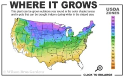 Grancy Graybeard - White Fringe Tree - 7 Gallon Pot (2-3') -Lawn Starter Shop 3b 9a 2