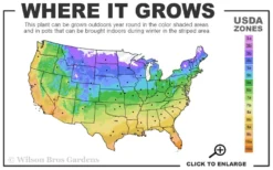 Coral Drift Groundcover Rose - 2 Gallon Pot -Lawn Starter Shop 4a 11