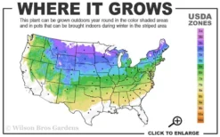 Bloomerang Dark Purple Lilac - 2 Gallon Pot -Lawn Starter Shop 4a 8a 1