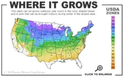 Blue Star Juniper - 6-Pack Of 1 Gallon Pots -Lawn Starter Shop 4a 8b 1