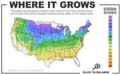 Highland Cream Creeping Thyme - 5 Pack Of Quart Pots -Lawn Starter Shop 4a 8b thumbnail