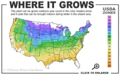 Pachysandra (Japanese Spurge) - 6 Pack Of Pint Pots -Lawn Starter Shop 4a 9a