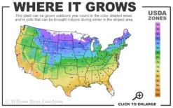 Rise Up 'Lilac Days' Rose - 2 Gallon Pot -Lawn Starter Shop 4a 9b 20