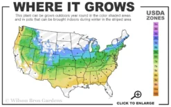 Arnold Promise Witch Hazel - 7 Gallon Pot -Lawn Starter Shop 5a 8b 1