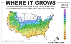 Red Cascade Miniature Climbing Rose - 1 Gallon Pot -Lawn Starter Shop 5a 9a