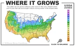 Centennial Star Magnolia - 3 Gallon Pot -Lawn Starter Shop 5a 9b 35