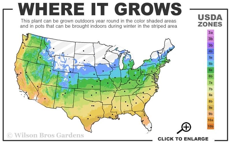 Blue Pacific Juniper - 6-Pack Of 1 Gallon Pots 3 Blue Pacific Juniper - 6-Pack Of 1 Gallon Pots - Image 3