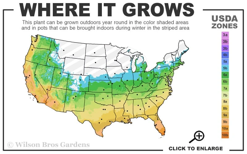 Brackens Brown Beauty Magnolia - 7 Gallon Pot (3-4') 3 Brackens Brown Beauty Magnolia - 7 Gallon Pot (3-4') - Image 3