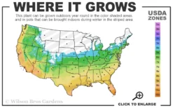 Claudia Wannamaker Southern Magnolia - 5 Gallon Pot -Lawn Starter Shop 5b 11 18