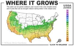 Snow Flurry Hardy Gardenia - 1 Gallon Pot -Lawn Starter Shop 6a 10a 1