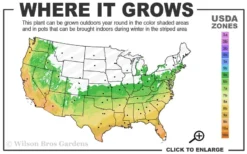 Summer Snow Gardenia - 3 Gallon Pot 10 Summer Snow Gardenia - 3 Gallon Pot -Lawn Starter Shop 6a 10a