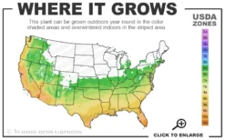 Flirt Dwarf Nandina - 2 Gallon Pot -Lawn Starter Shop 6a 10b 1