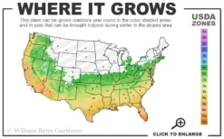 Harbor Belle Dwarf Nandina - 6 Pack Of 1 Gallon Pots -Lawn Starter Shop 6a 11 1