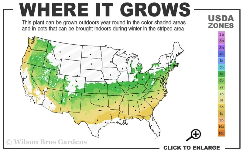 Otto Luyken English Laurel (Prunus Laurocersasus) - 1 Gallon Pot 3 Otto Luyken English Laurel (Prunus Laurocersasus) - 1 Gallon Pot - Image 3