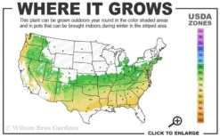 Southern Lady Pieris - 3 Gallon Pot -Lawn Starter Shop 6a 8b