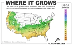 Summer Ice Daphne - 1 Gallon Pot -Lawn Starter Shop 6a 9a