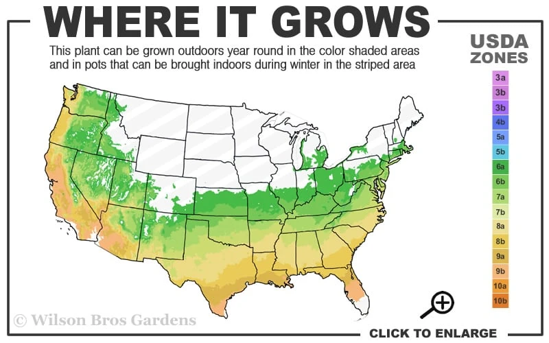 Arctic Rose Cold Hardy Red Camellia - 3 Gallon Pot 3 Arctic Rose Cold Hardy Red Camellia - 3 Gallon Pot - Image 3