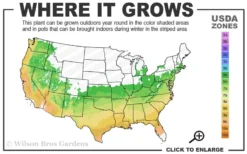 Creeping Japanese Plum Yew (Cephalotaxus Harringtonia 'Prostrata') - 1 Gallon Pot -Lawn Starter Shop 6a 9b 7