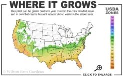 Arctic Dawn Cold Hardy Pink Camellia Hybrid - 1 Gallon Pot -Lawn Starter Shop 6b 10a