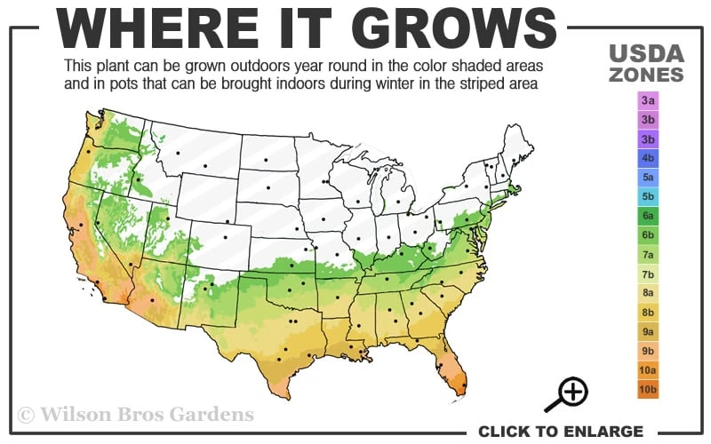 Angus Cold Hardy Eucalyptus Tree (Eucalyptus Nicholii) - 3 Gallon Pot 3 Angus Cold Hardy Eucalyptus Tree (Eucalyptus Nicholii) - 3 Gallon Pot - Image 3