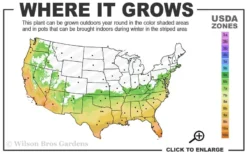 Angus Cold Hardy Eucalyptus Tree (Eucalyptus Nicholii) - 6 Pack Of 1 Gallon Pots -Lawn Starter Shop 6b 10b 6