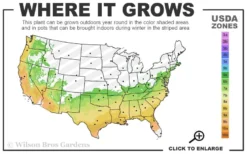 Sweet October Fragrant Camellia - 1 Gallon Pot 8 Sweet October Fragrant Camellia - 1 Gallon Pot -Lawn Starter Shop 6b 9b