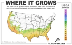 Edgeworthia Chrysantha - Paper Bush - 5 Gallon Pot -Lawn Starter Shop 7a 10a 1