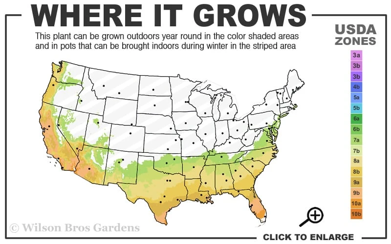 Winter Gold Edgeworthia Chrysantha (Paper Bush) - 1 Gallon Pot 3 Winter Gold Edgeworthia Chrysantha (Paper Bush) - 1 Gallon Pot - Image 3