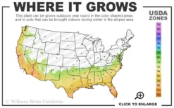 Banana Shrub - 1 Gallon Pot 9 Banana Shrub - 1 Gallon Pot -Lawn Starter Shop 7a 10b 4