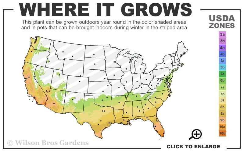 Banana Shrub - 1 Gallon Pot 3 Banana Shrub - 1 Gallon Pot - Image 3