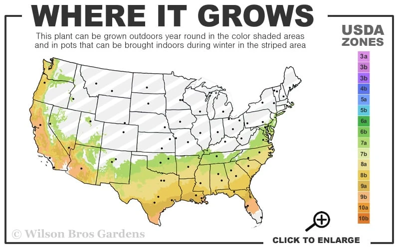 Snow Day Cold Hardy Eucalyptus Tree (Eucalyptus Gregsoniana) - 3 Gallon Pot 3 Snow Day Cold Hardy Eucalyptus Tree (Eucalyptus Gregsoniana) - 3 Gallon Pot - Image 3