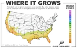 Asian Jasmine - Asiatic Jasmine - 1 Gallon Pot -Lawn Starter Shop 7b 10b 1