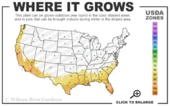 Jersey Girl Cold Hardy Eucalyptus Tree (Eucalyptus Macarthurii) - Quart Pot -Lawn Starter Shop 8a 11 16