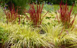 Golden Sweet Flag - Acorus Gramineus 'Ogon' - 18 Count Flat Of Pint Pots -Lawn Starter Shop Acorus Ogon 103 1