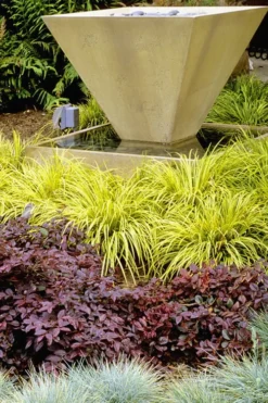 Golden Sweet Flag - Acorus Gramineus 'Ogon' - 18 Count Flat Of Pint Pots -Lawn Starter Shop Acorus Ogon 104 1