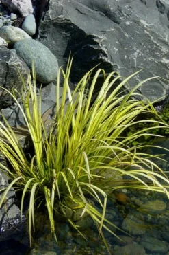 Golden Sweet Flag - Acorus Gramineus 'Ogon' - 18 Count Flat Of Pint Pots -Lawn Starter Shop Acorus Ogon 105 1