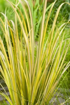 Golden Variegated Sweet Flag - Acorus Gramineus 'Oborozuki' - 18 Count Flats Of Pint Pots -Lawn Starter Shop Acorus Sweet Flag Variegated 500x750 1