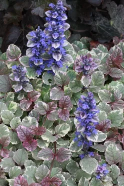 Burgundy Glow Ajuga - Bugleweed - 5-Pack Of 4" Pint Pots -Lawn Starter Shop Ajuga Burgundy Glow 500x750 1