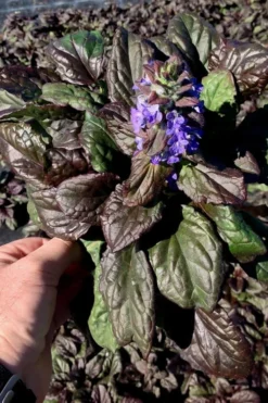 Catlins Giant Ajuga - Bugleweed - 1 Gallon Pot -Lawn Starter Shop Ajuga Catlins Giant 10