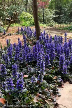 Catlins Giant Ajuga - Bugleweed - 1 Gallon Pot -Lawn Starter Shop Ajuga Catlins Giant 20