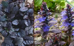 Mahogany Ajuga (Bugleweed) - 5 Pack Of Quart Pots -Lawn Starter Shop Ajuga Mahogany Combo