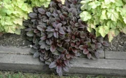 Mahogany Ajuga (Bugleweed) - 5 Pack Of Quart Pots -Lawn Starter Shop Ajuga Mahogany Landscape