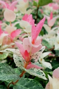 Snow N Summer Asiatic Jasmine - 1 Gallon Pot -Lawn Starter Shop Asian Jasmine Snow N Summer 16