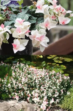 Snow N Summer Asiatic Jasmine - 1 Gallon Pot -Lawn Starter Shop Asian Jasmine Summer N Snow 2