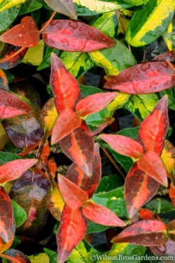 Summer Sunset Asiatic Jasmine - 6 Pack Of 1 Gallon Pots -Lawn Starter Shop Asian jasmine Summer Sunset 1