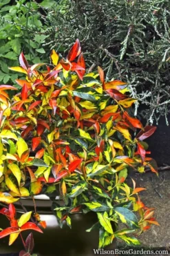 Summer Sunset Asiatic Jasmine - 6 Pack Of 1 Gallon Pots -Lawn Starter Shop Asian jasmine Summer Sunset 6